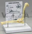 Canine Elbow Anatomical Model